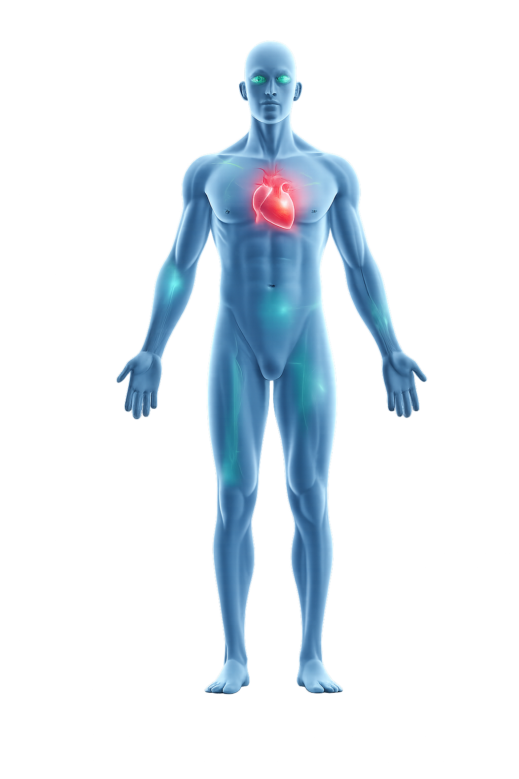 Human Body